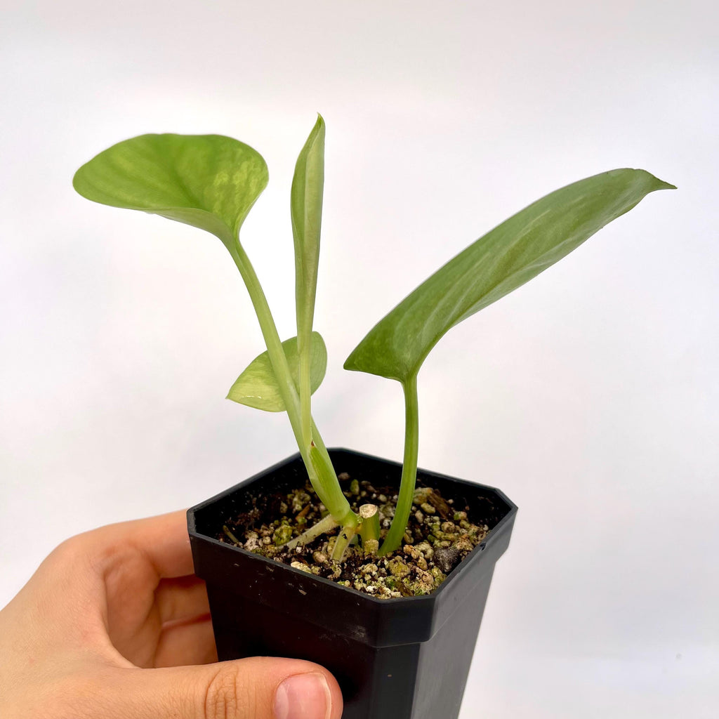 Low Variegated Jade Scindapsus (Can acclimate to house conditions)