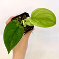 Low Variegated Jade Scindapsus (Can acclimate to house conditions)