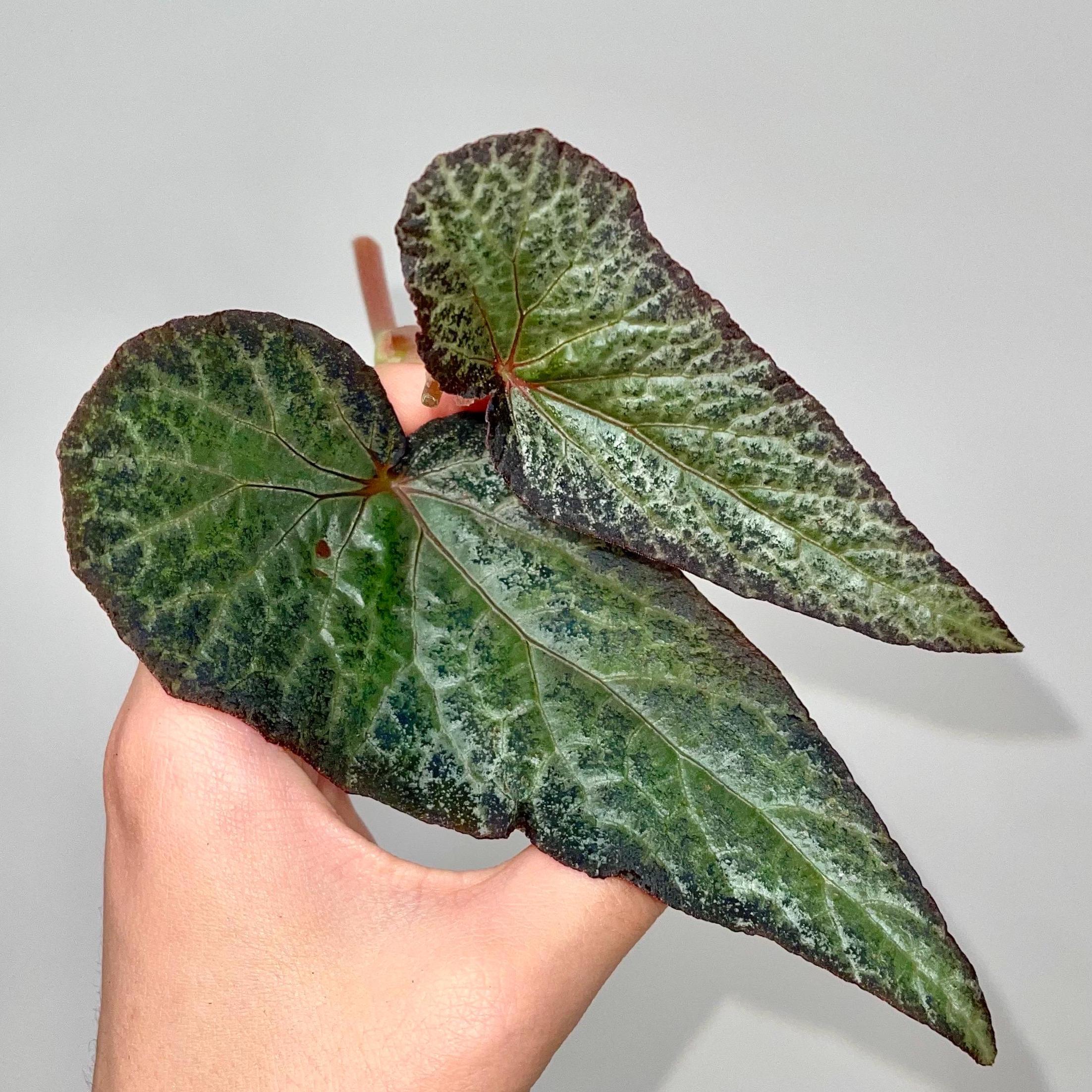 TOP CUTTING Begonia Botanicaz 183 (Can acclimate to house conditions)