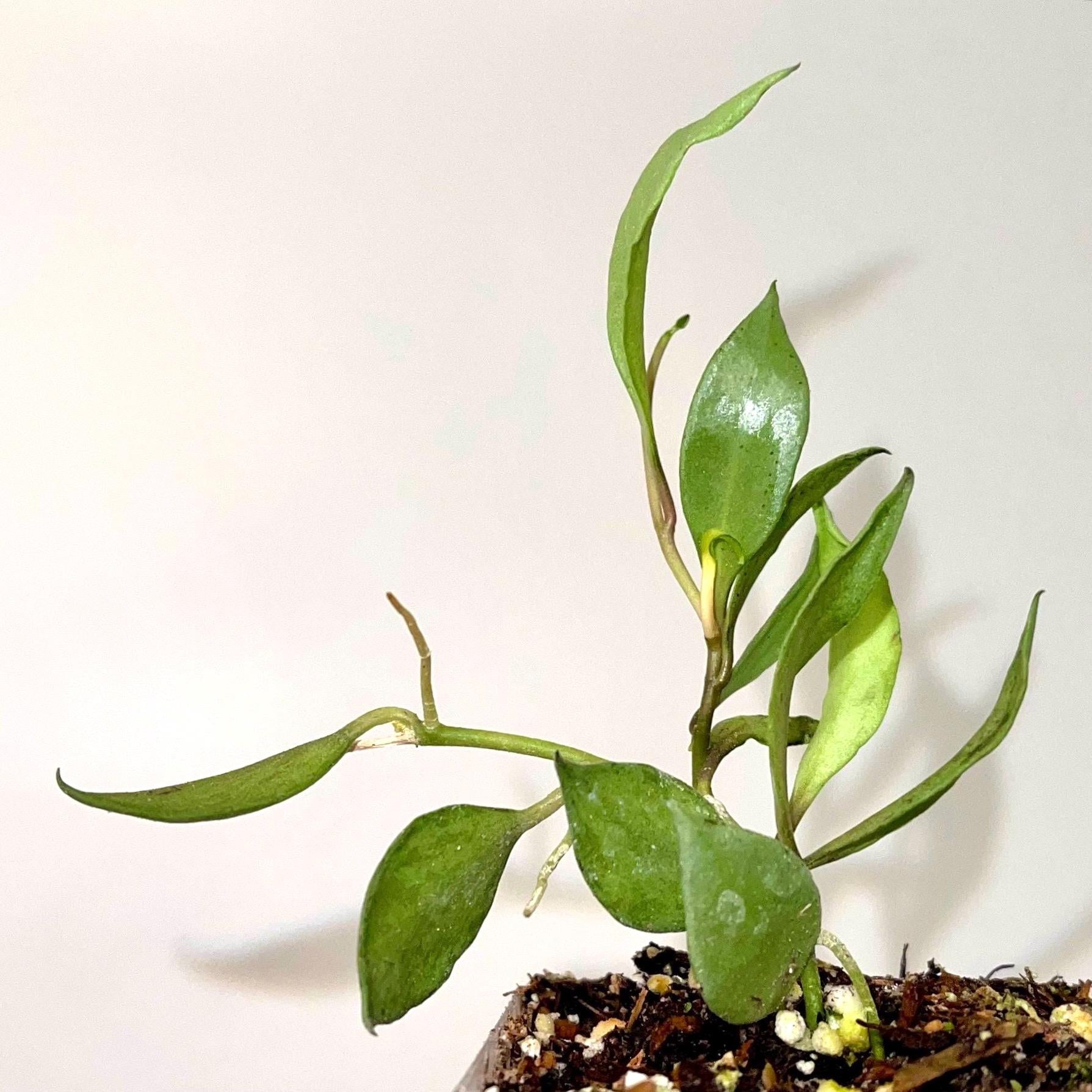 Hoya lacunosa Louisa’s silver (Can acclimate to house conditions)