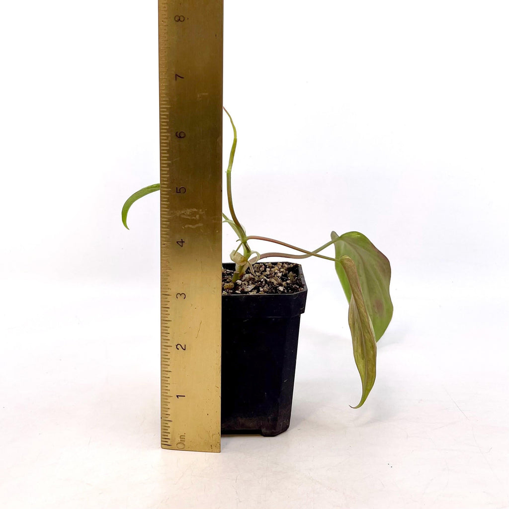 Variegated Philodendron micans ‘mint’ Non-Exact (Can acclimate to house conditions)