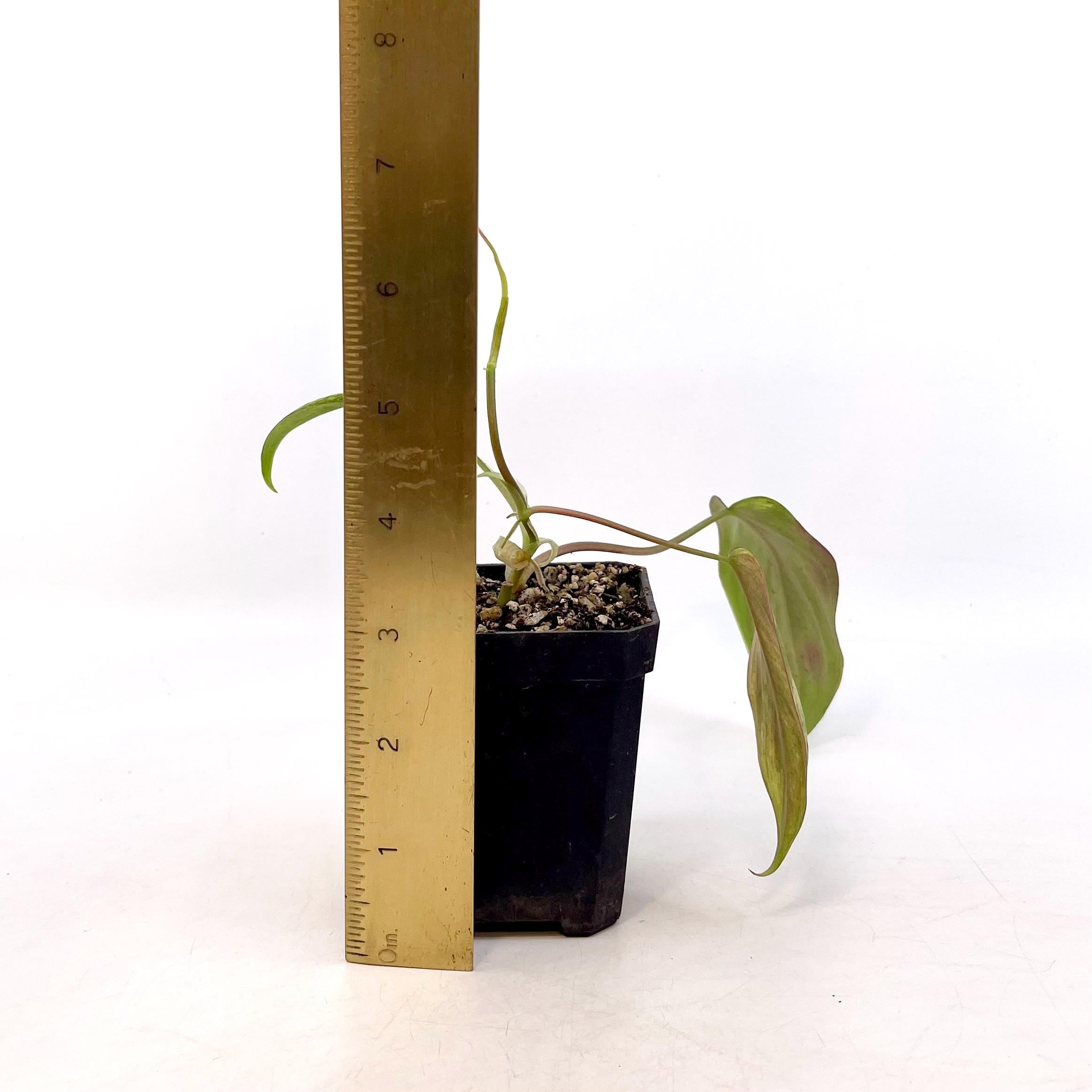 Variegated Philodendron micans ‘mint’ Non-Exact (Can acclimate to house conditions)