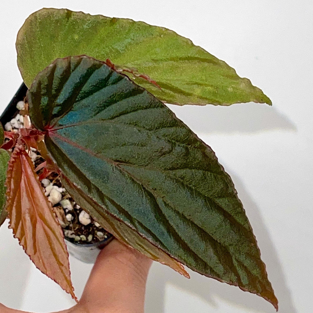 Begonia Botanicaz 120 V.2