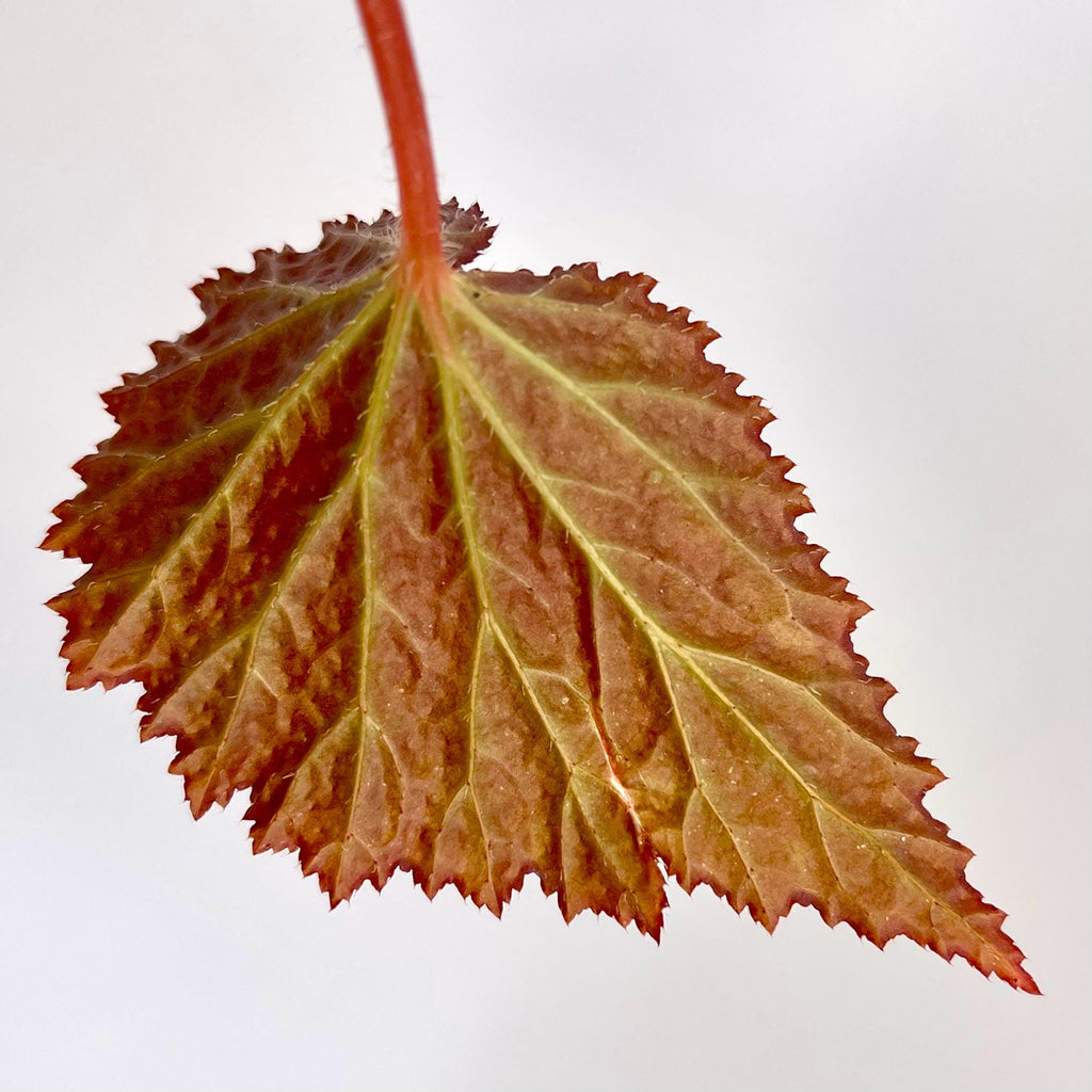 LEAF CUTTING Begonia Botanicaz 63