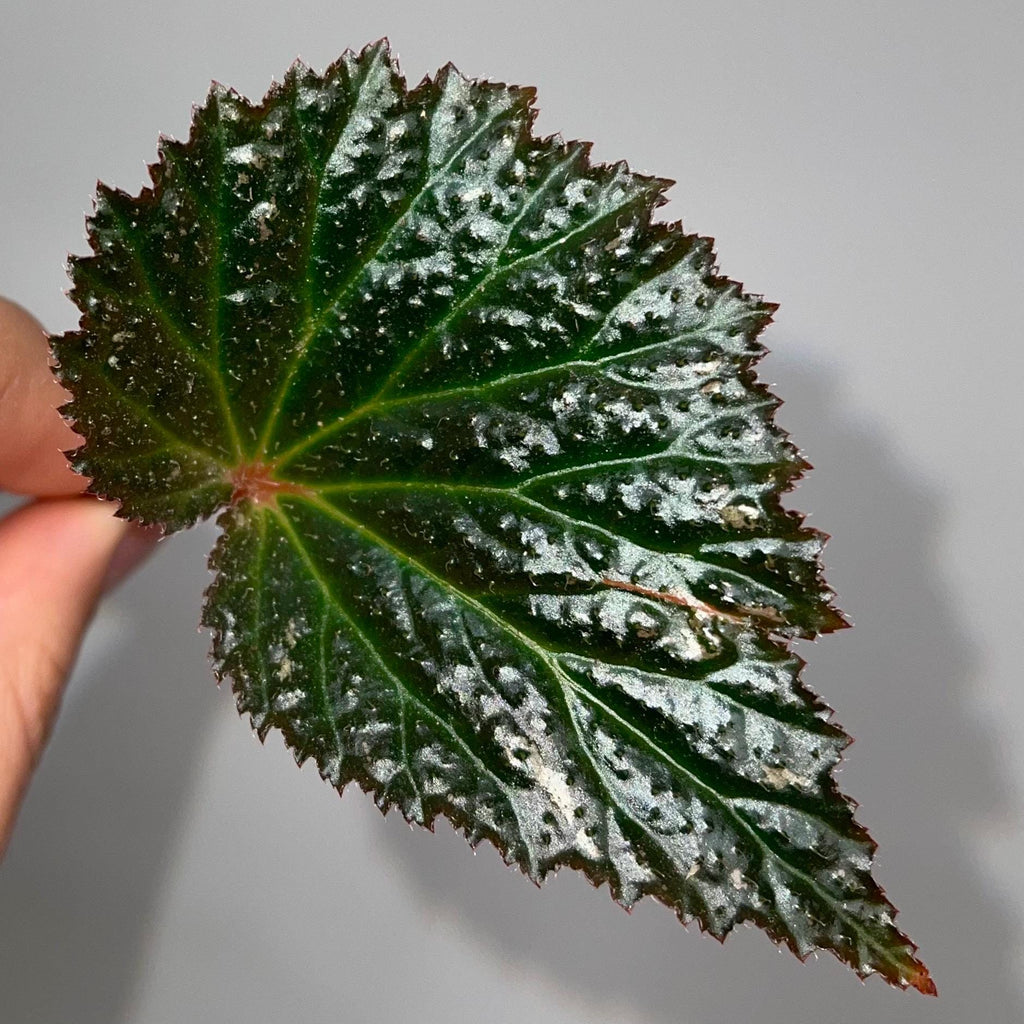 LEAF CUTTING Begonia Botanicaz 63