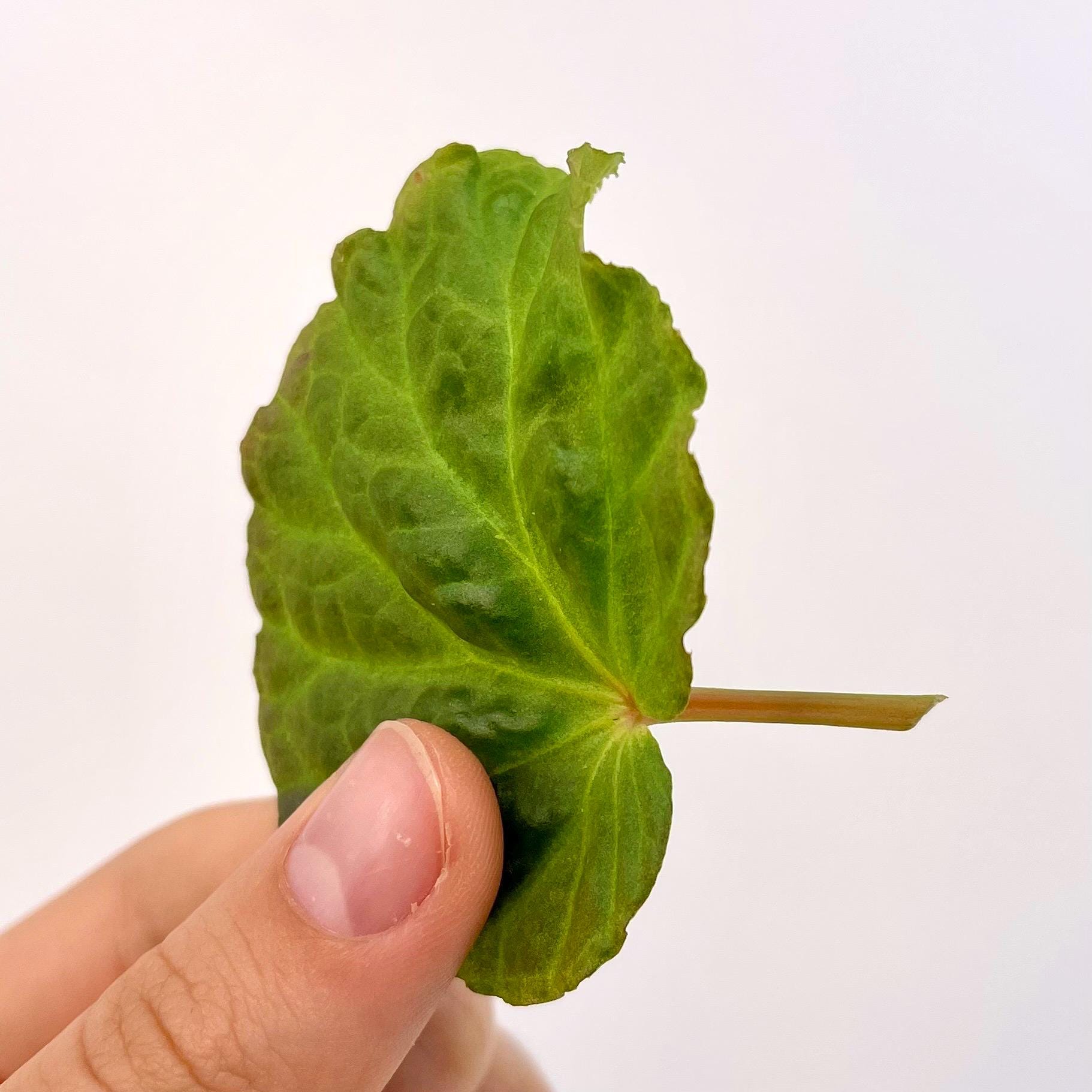 LEAF CUTTING Begonia Botanicaz 98 V.4
