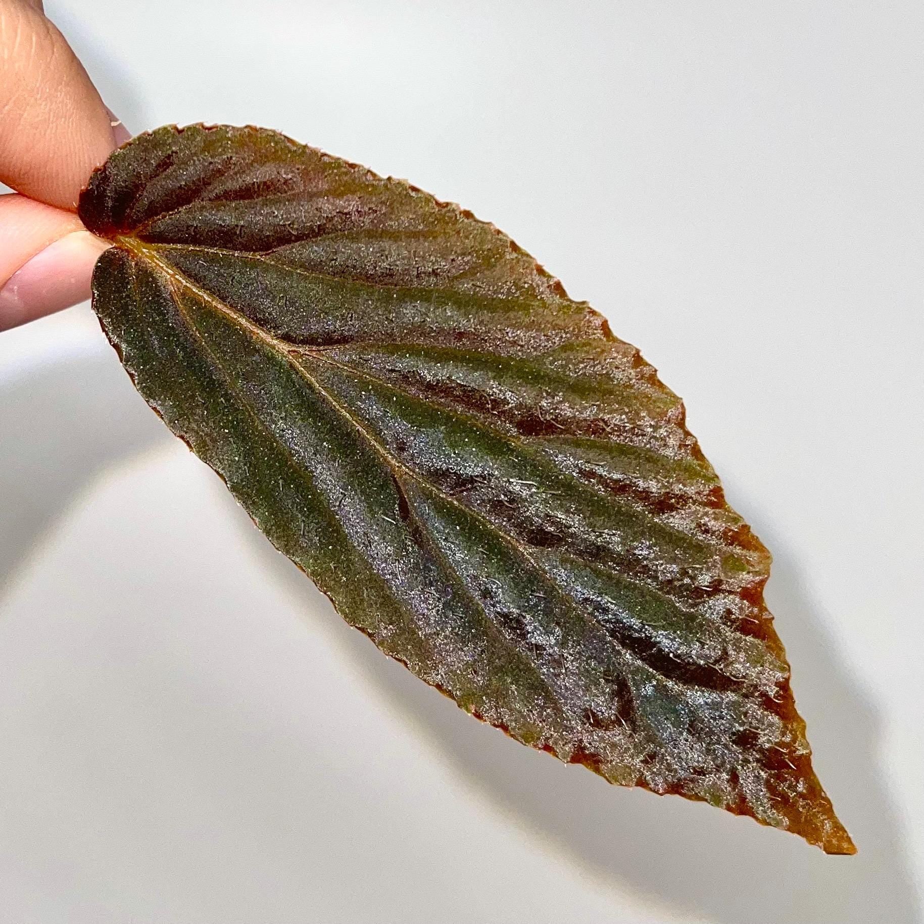 One FREE Per Item Purchased LEAF CUTTING Begonia Botanicaz 77