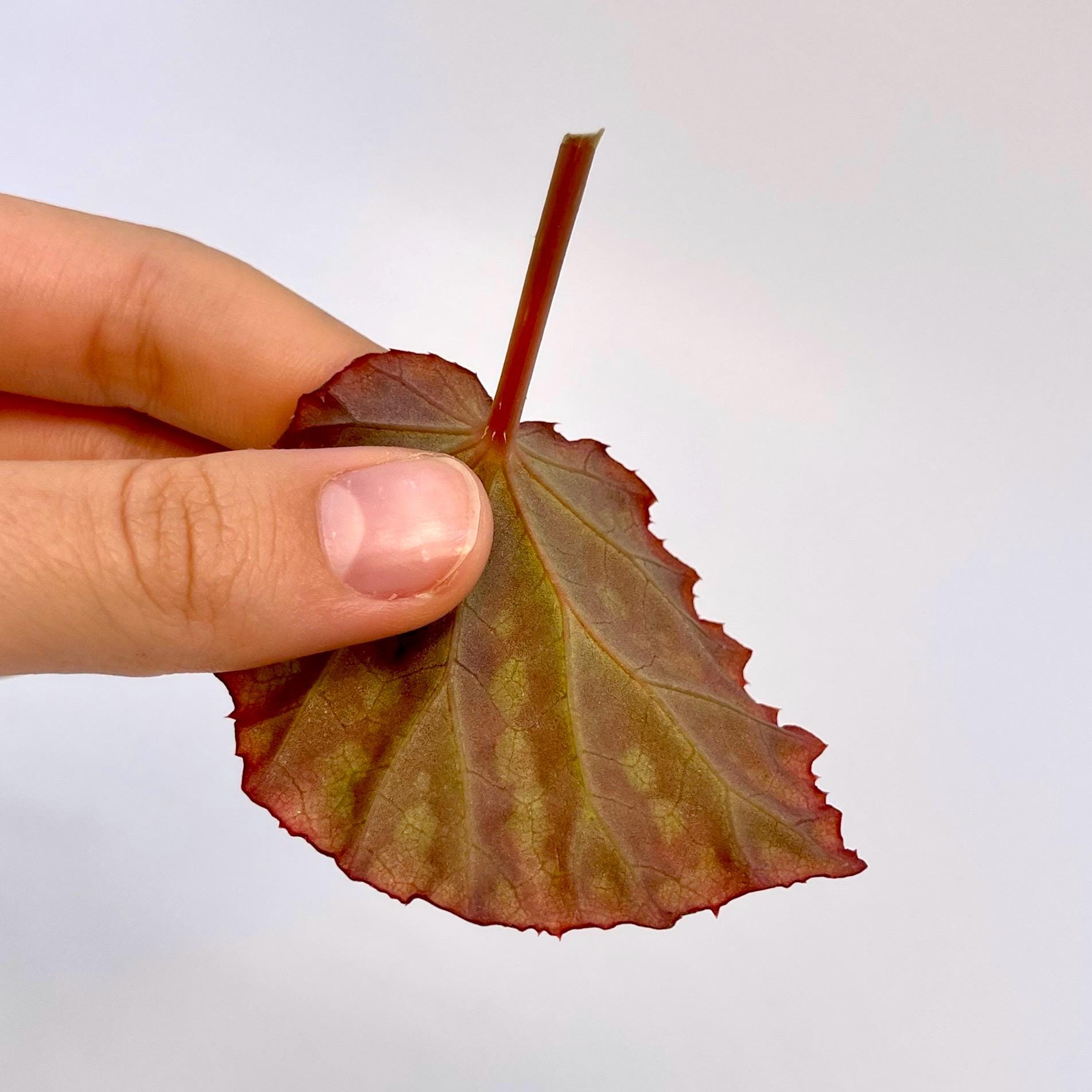 LEAF CUTTING Begonia Botanicaz 39