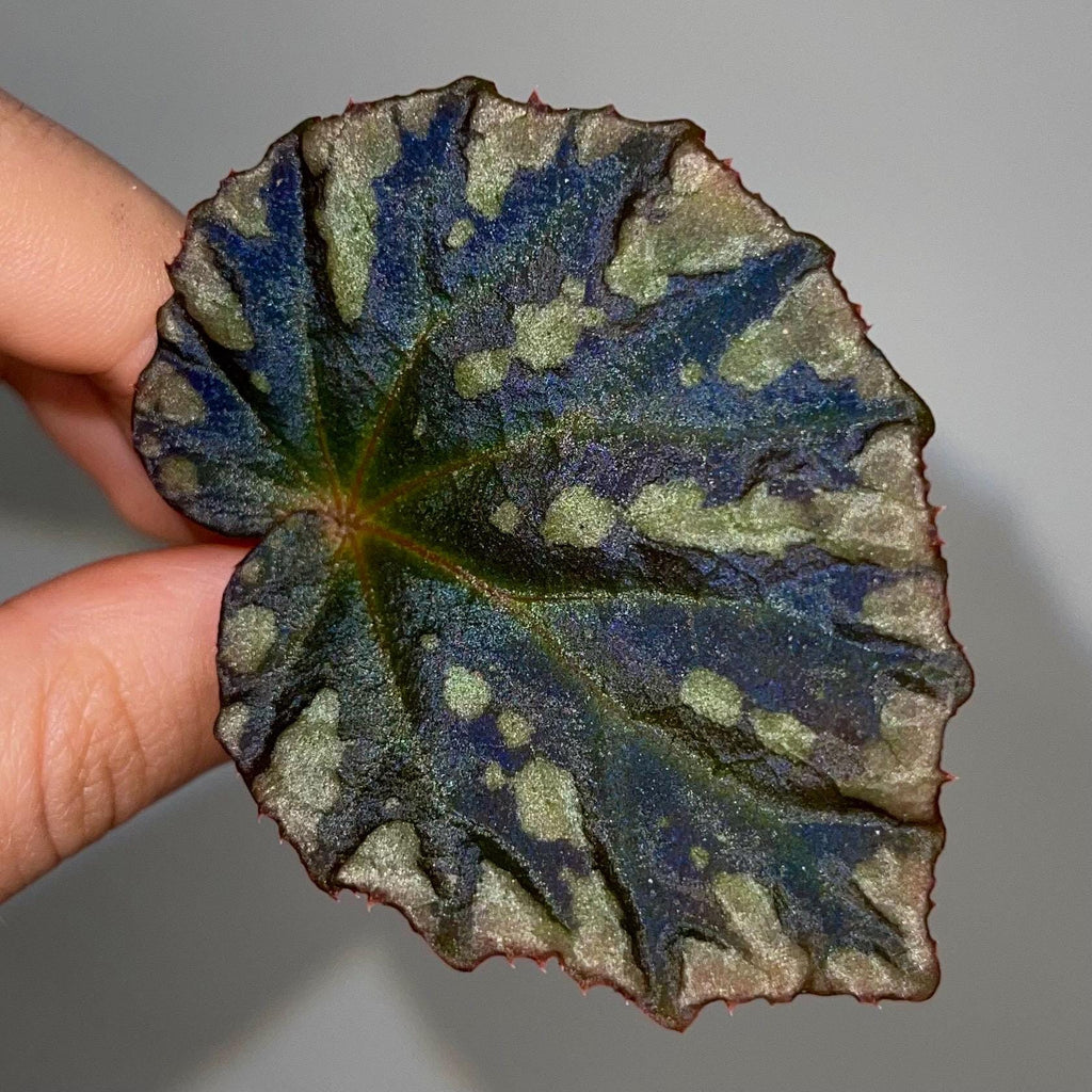 LEAF CUTTING Begonia Botanicaz 39