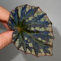LEAF CUTTING Begonia Botanicaz 39
