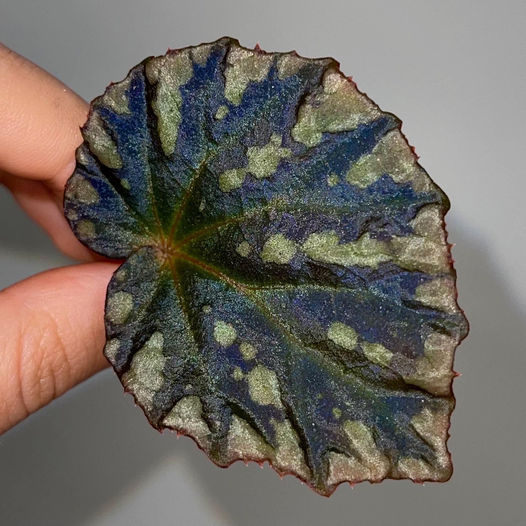 LEAF CUTTING Begonia Botanicaz 39