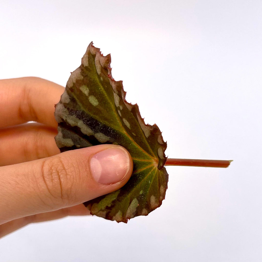 LEAF CUTTING Begonia Botanicaz 39
