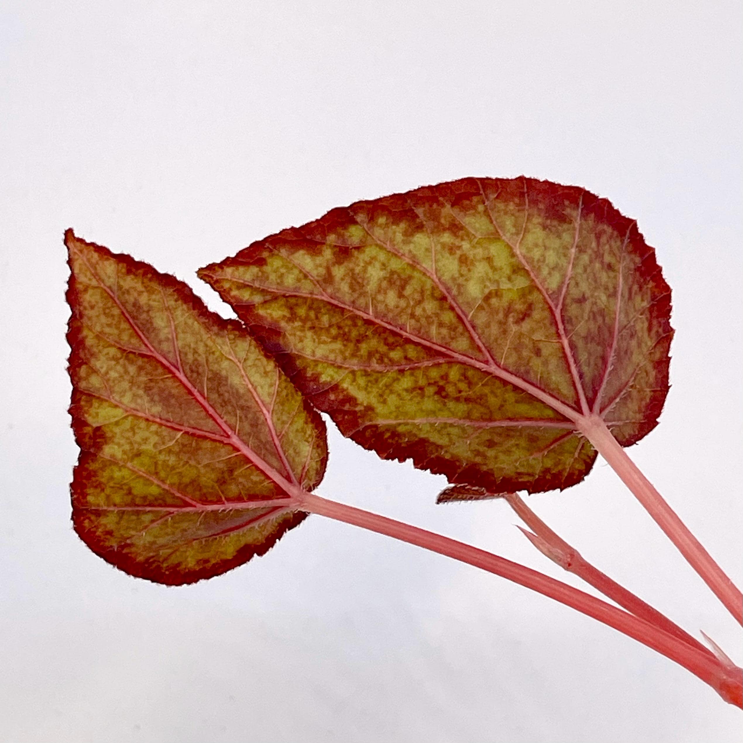 TOP CUTTING Begonia Botanicaz 193 (Can acclimate to house conditions)