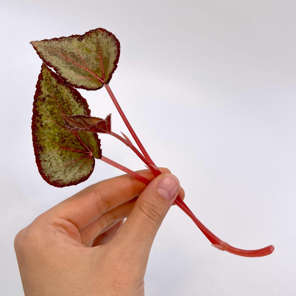TOP CUTTING Begonia Botanicaz 193 (Can acclimate to house conditions)