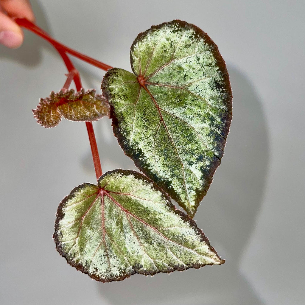 TOP CUTTING Begonia Botanicaz 193 (Can acclimate to house conditions)