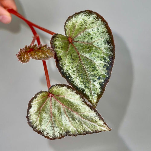 TOP CUTTING Begonia Botanicaz 193 (Can acclimate to house conditions)