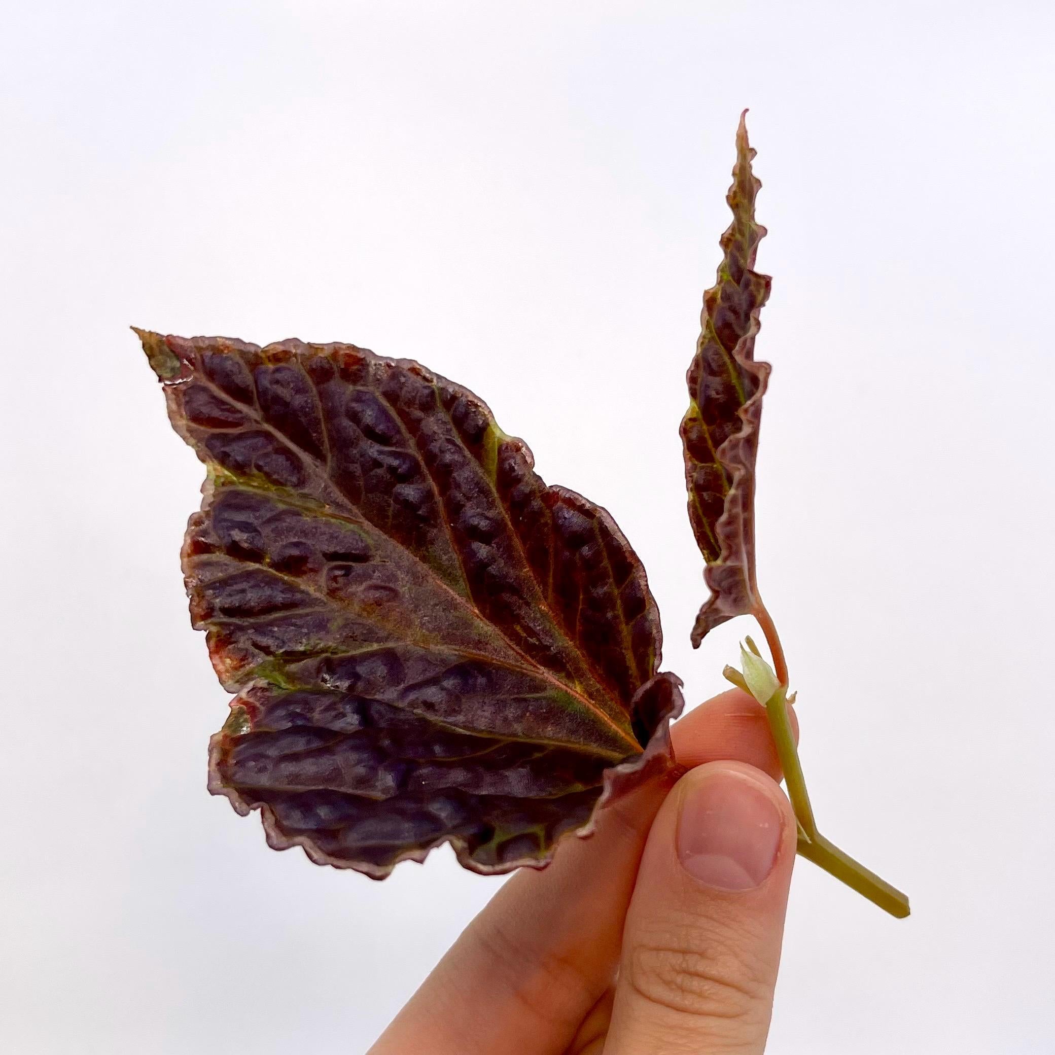 TOP CUTTING Begonia Botanicaz 29