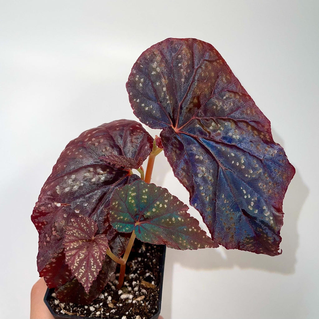 Begonia Botanicaz 79 V.6