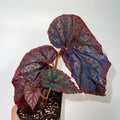 Begonia Botanicaz 79 V.6