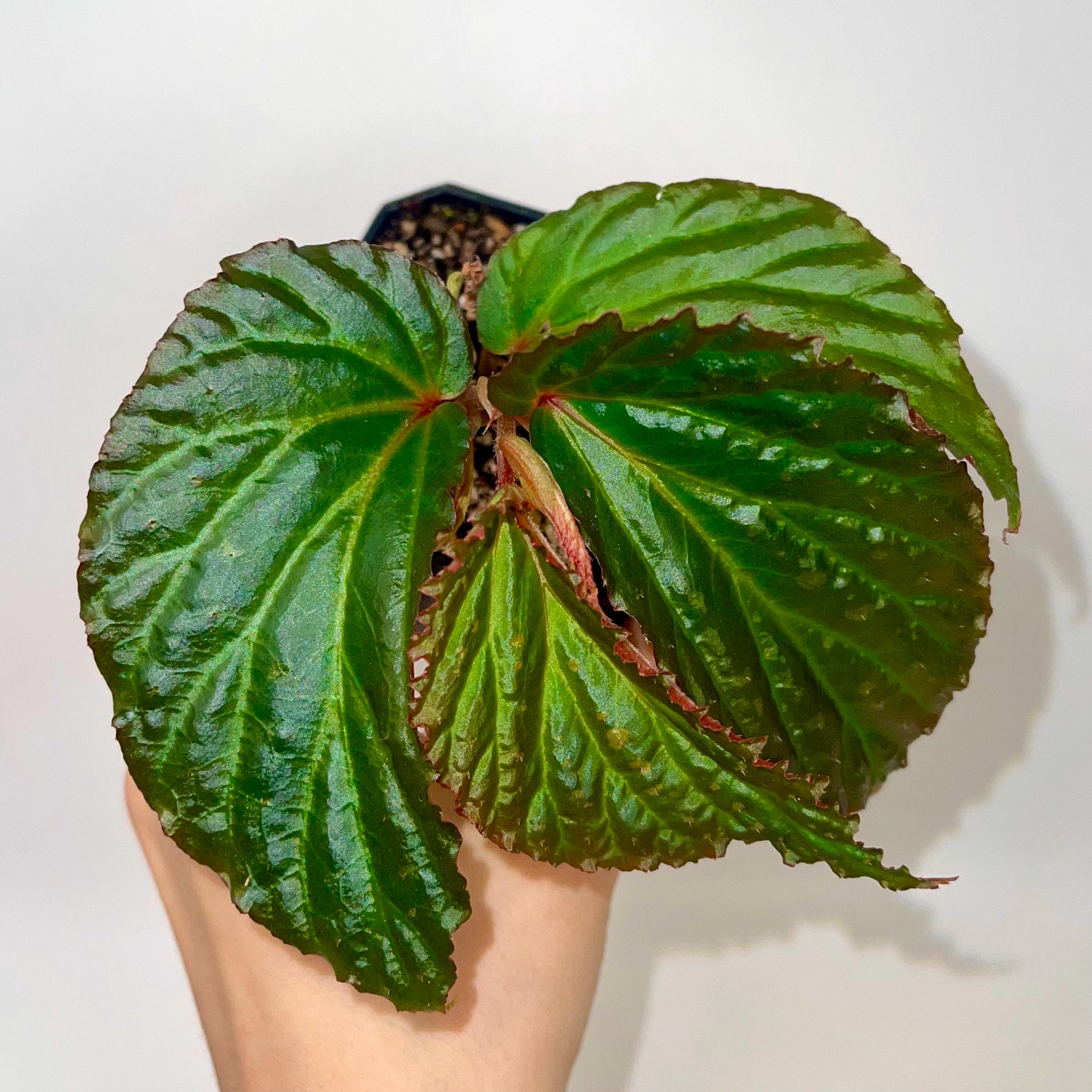 Begonia Botanicaz 287