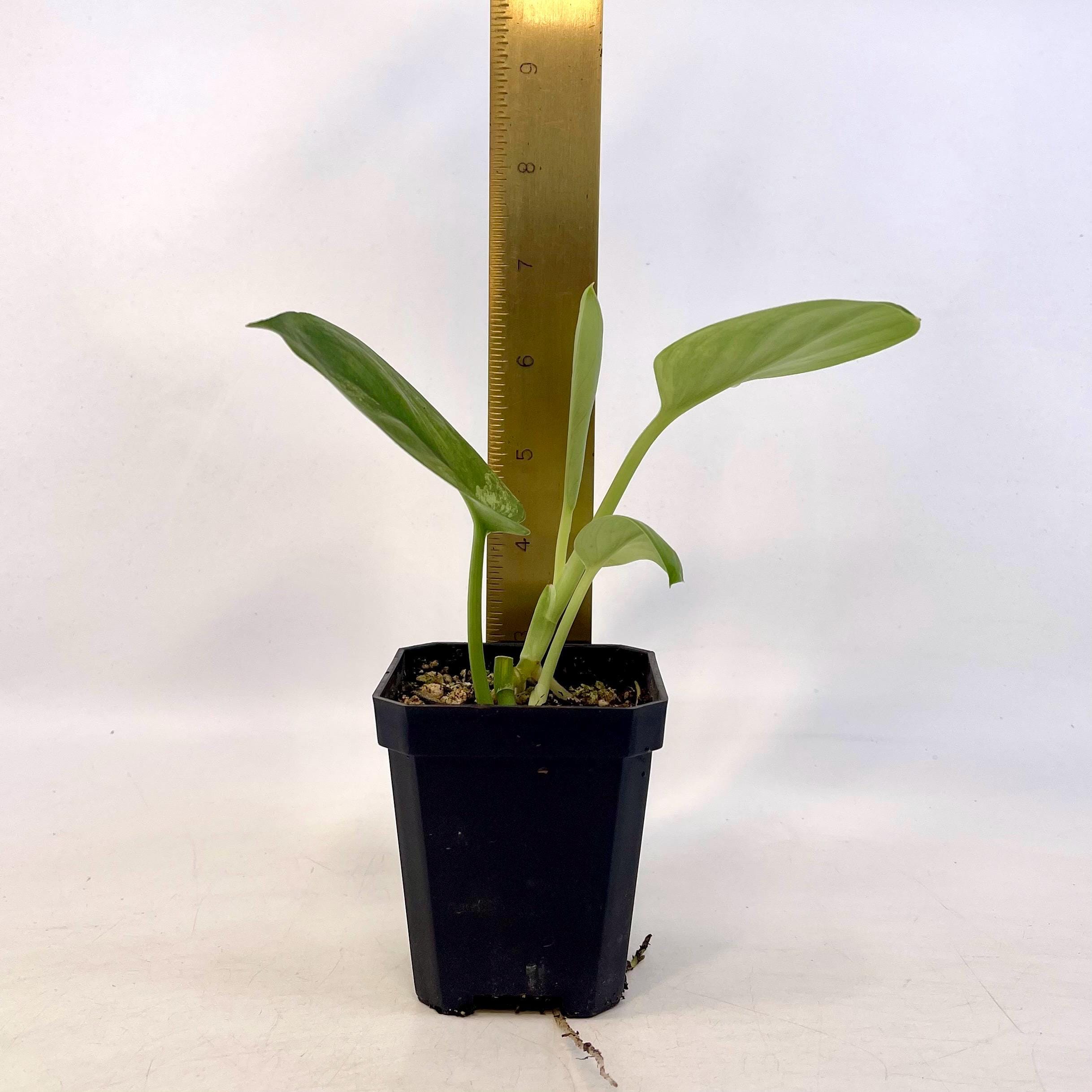 Low Variegated Jade Scindapsus (Can acclimate to house conditions)