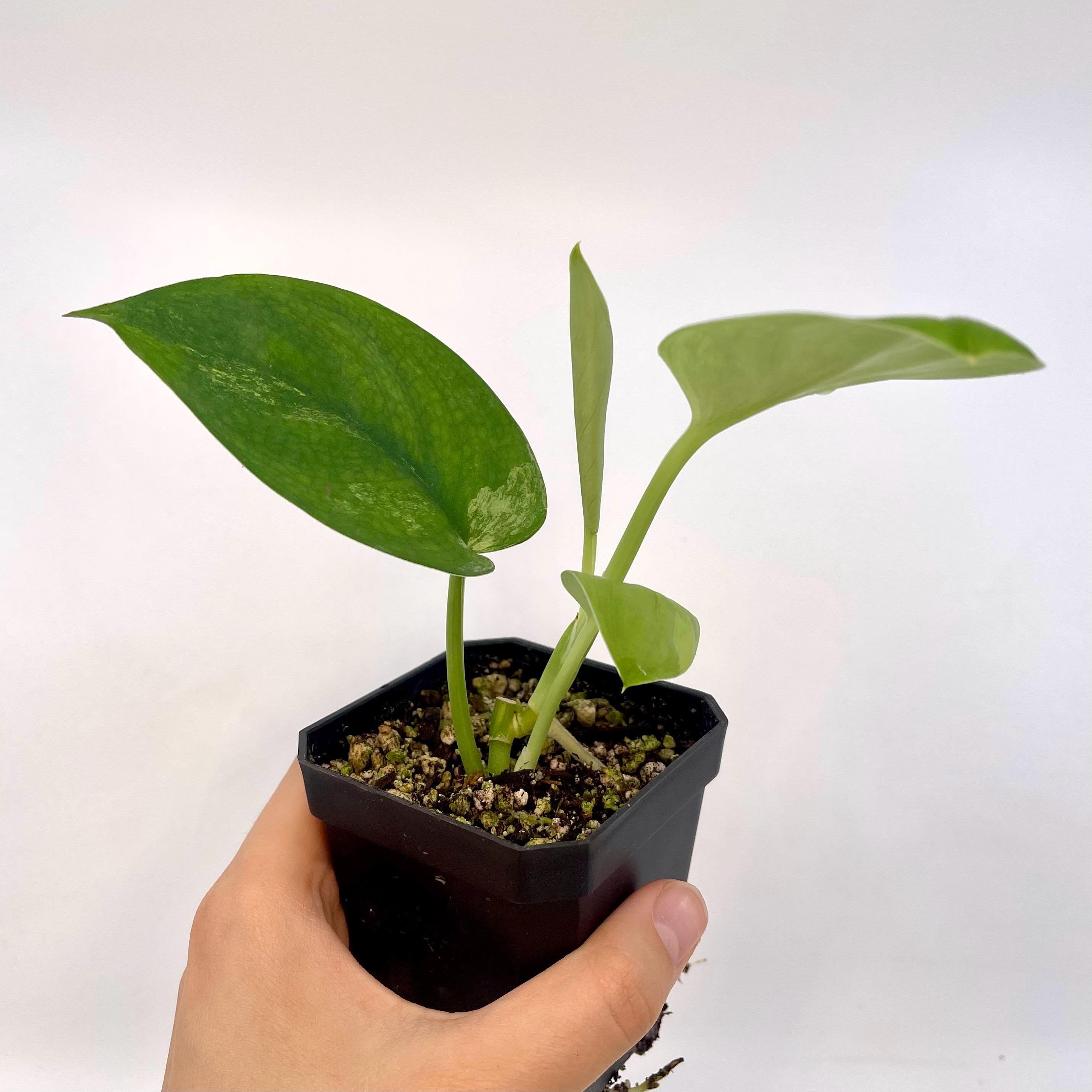 Low Variegated Jade Scindapsus (Can acclimate to house conditions)