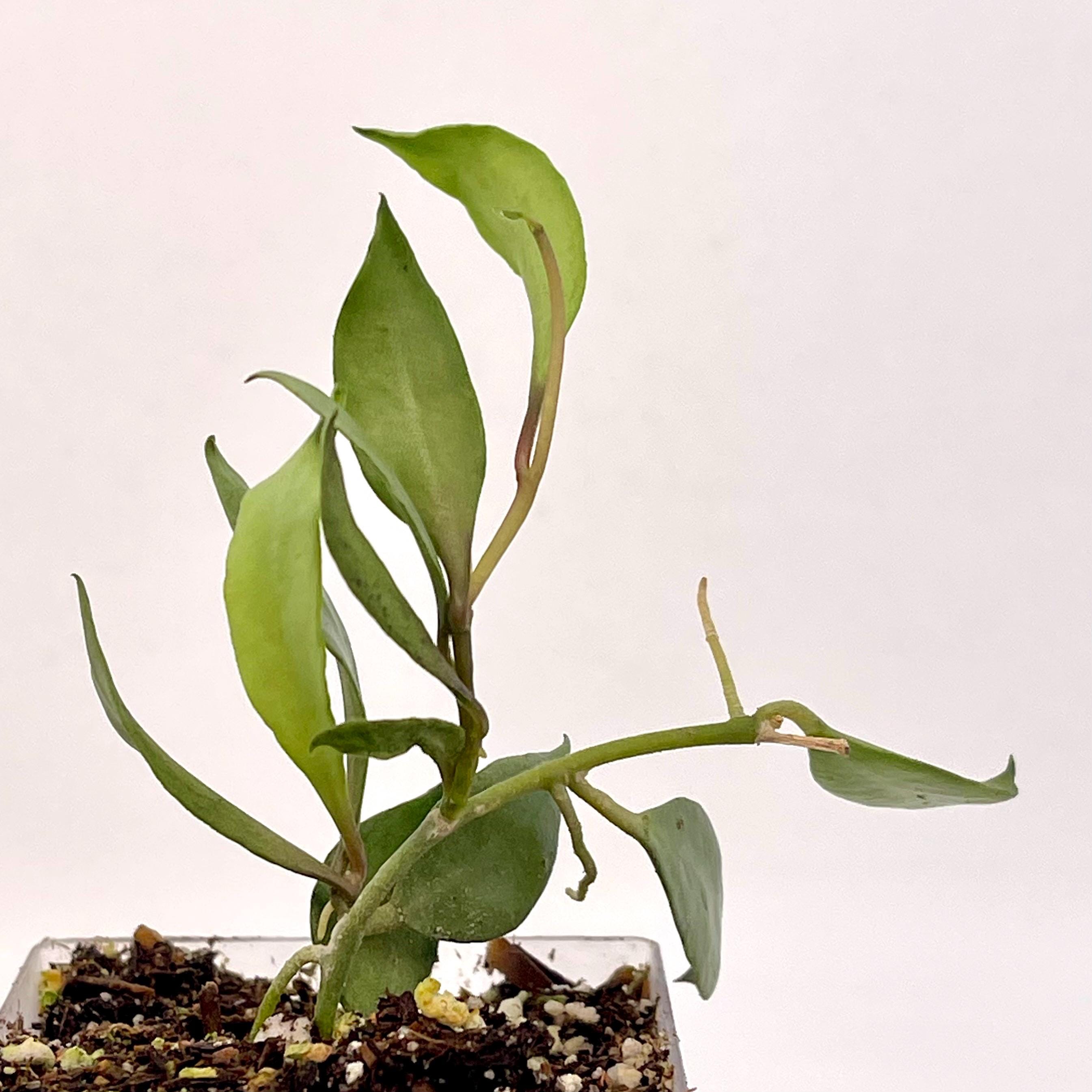 Hoya lacunosa Louisa’s silver (Can acclimate to house conditions)