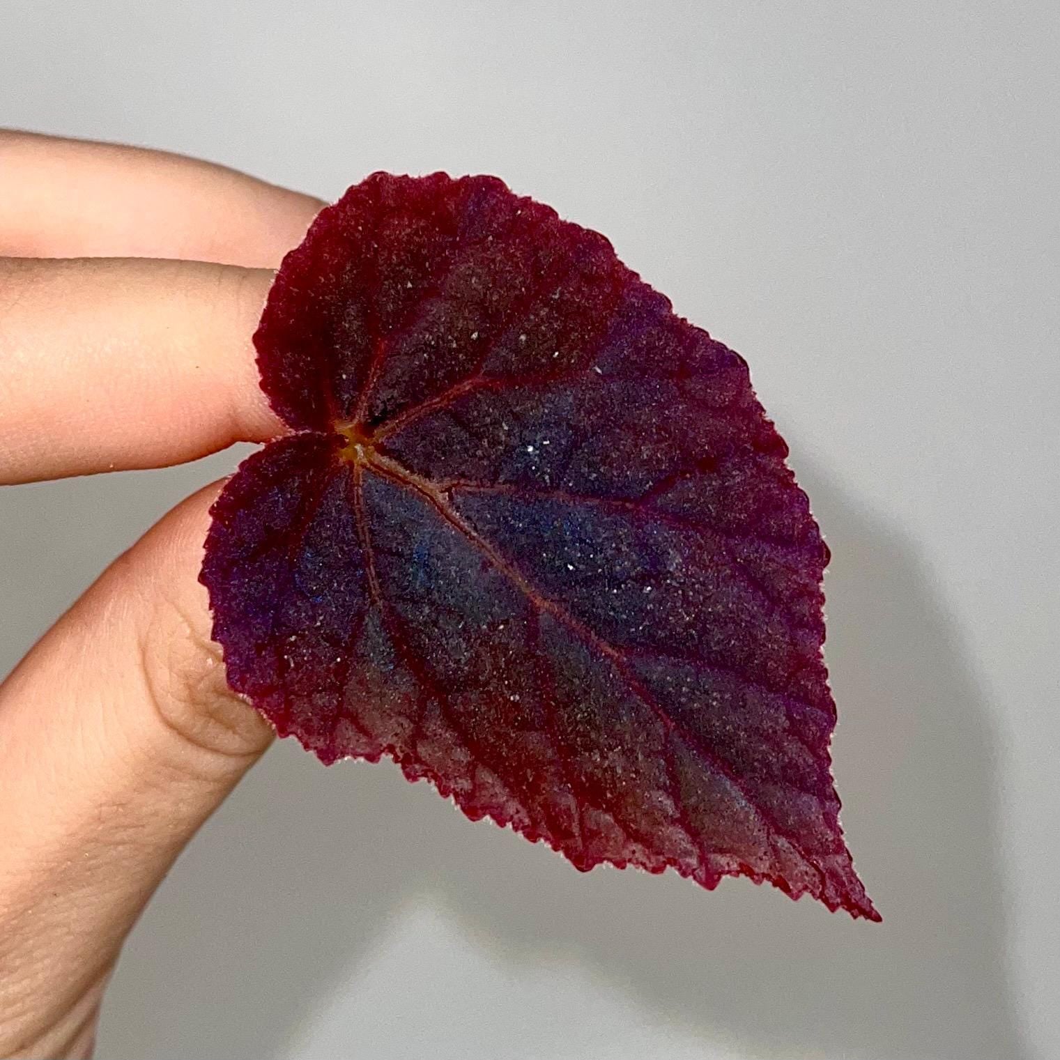 LEAF CUTTING Begonia Botanicaz 181