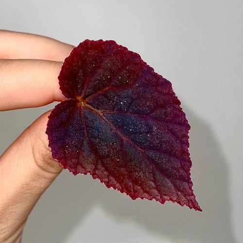 LEAF CUTTING Begonia Botanicaz 181