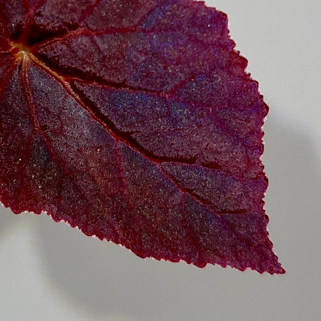 LEAF CUTTING Begonia Botanicaz 181