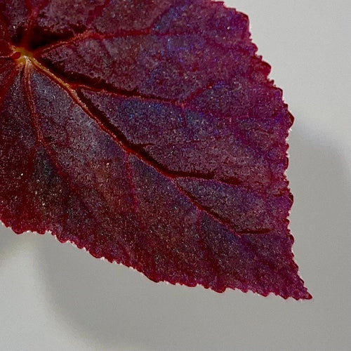 LEAF CUTTING Begonia Botanicaz 181