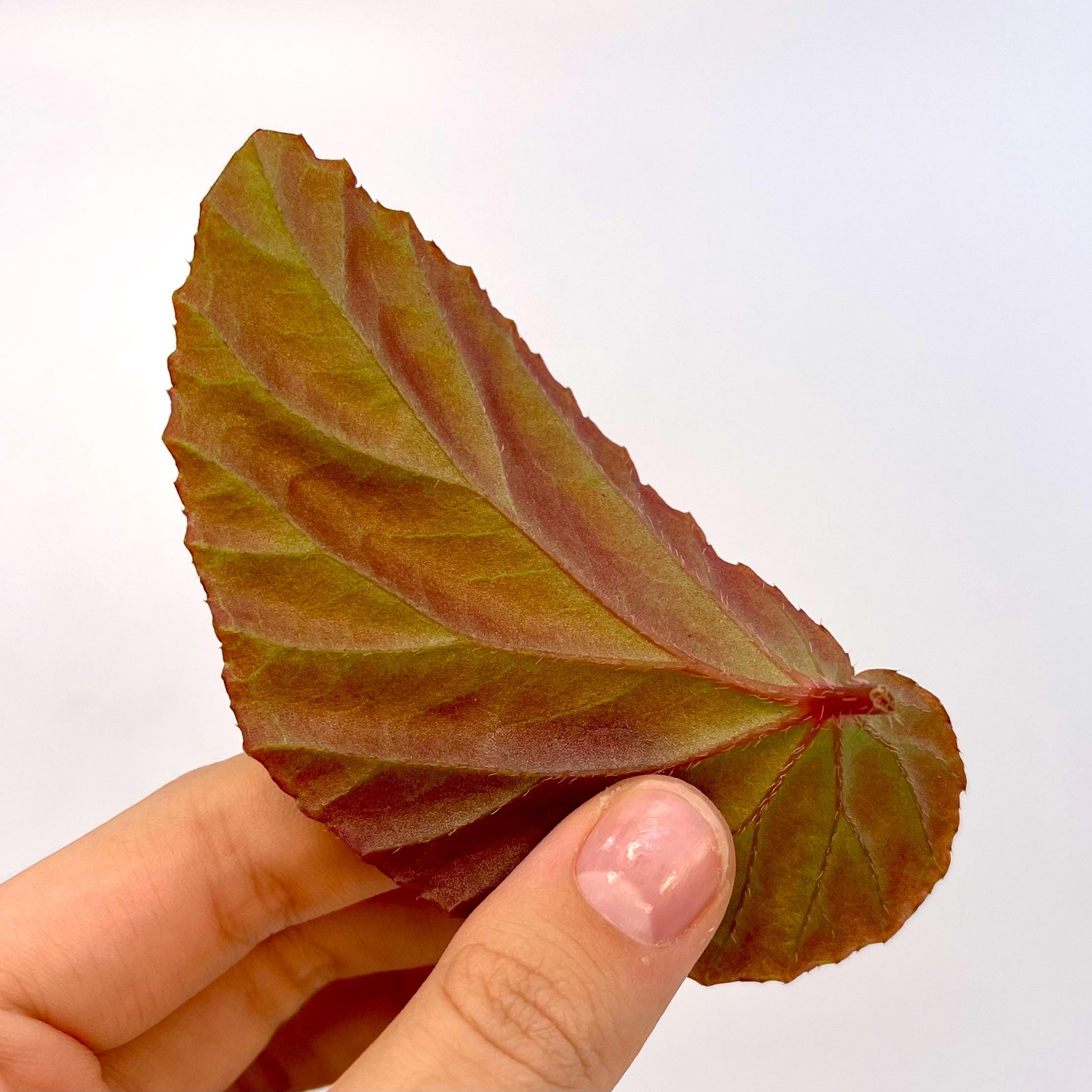 One FREE Per Item Purchased LEAF CUTTING Begonia ‘Blue Metallic’ Botanicaz 220