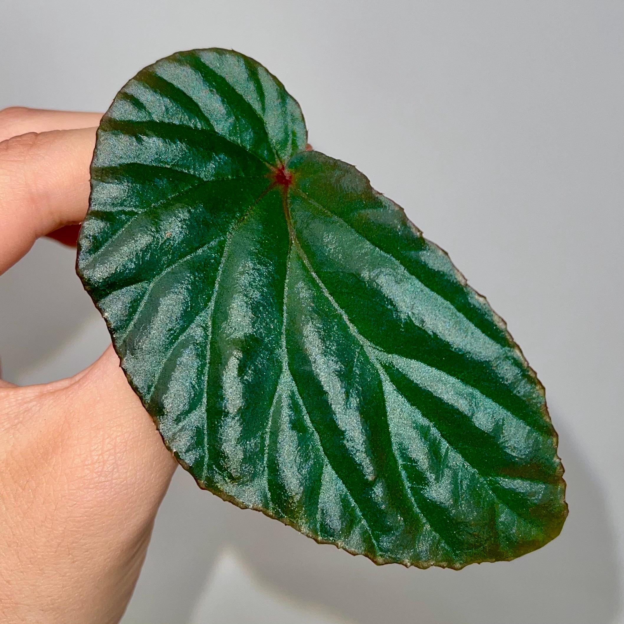 One FREE Per Item Purchased LEAF CUTTING Begonia ‘Blue Metallic’ Botanicaz 220