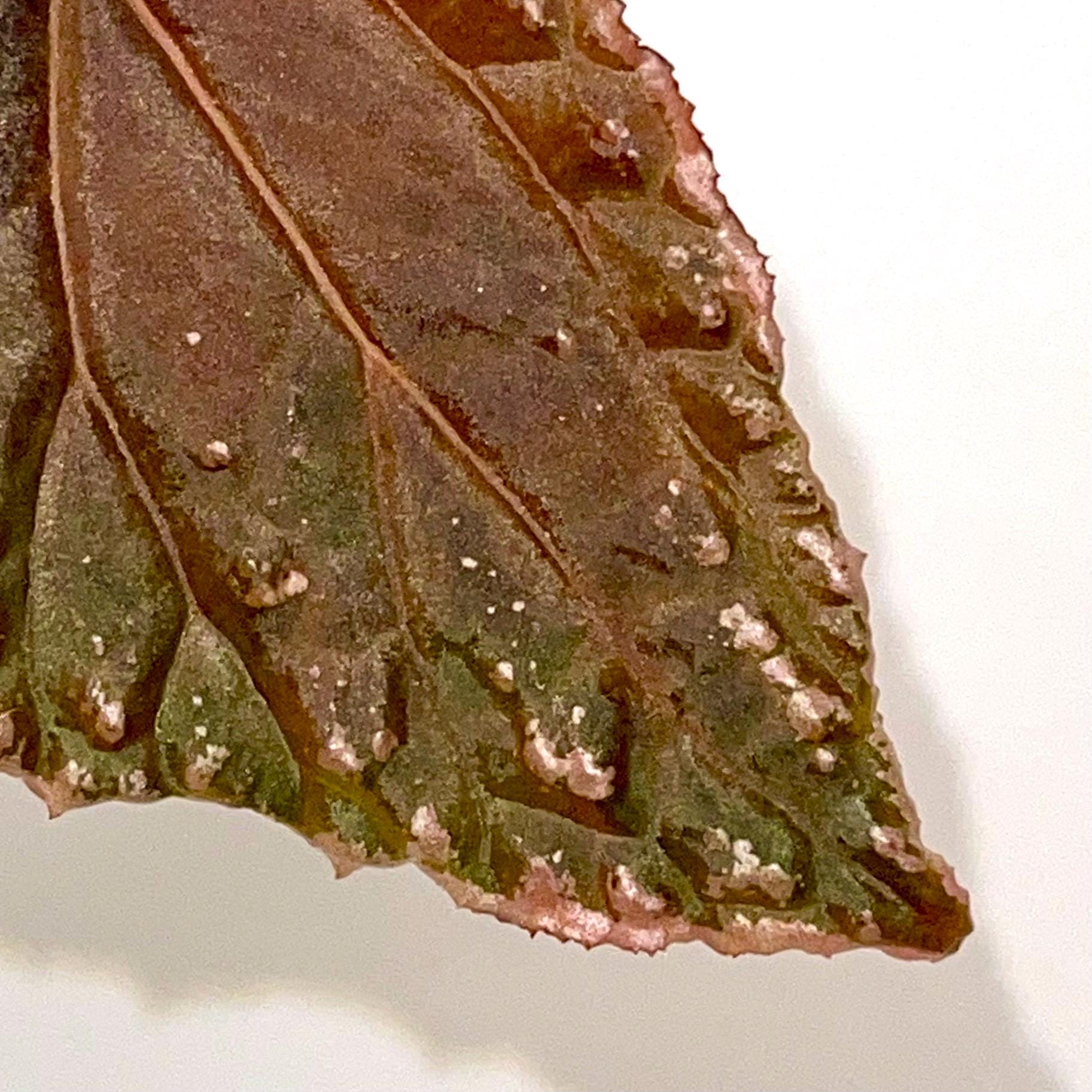 LEAF CUTTING Begonia Botanicaz 147