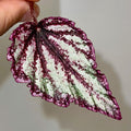 LEAF CUTTING Begonia Hybrid NOID (Can acclimate to house conditions)