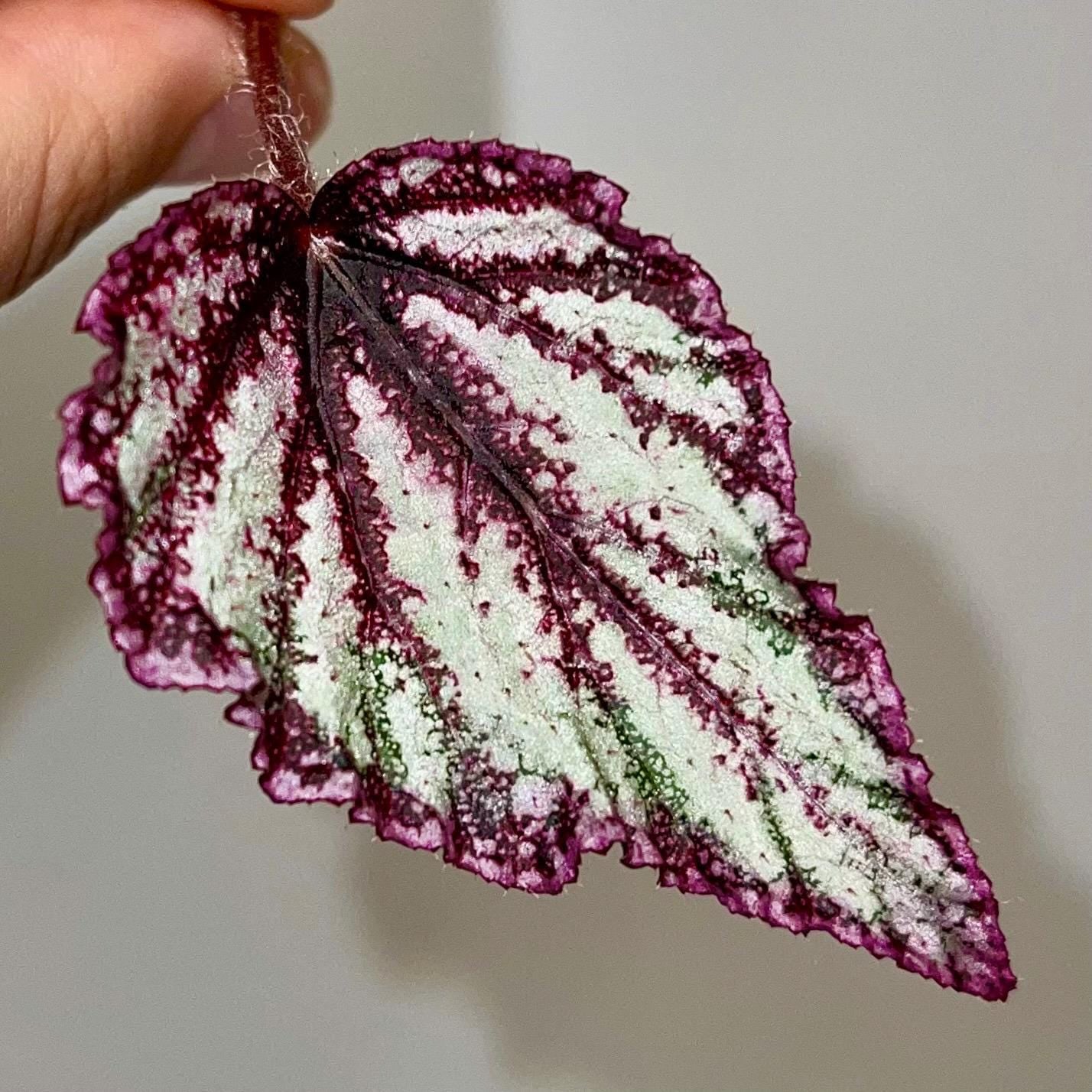 LEAF CUTTING Begonia Hybrid NOID (Can acclimate to house conditions)