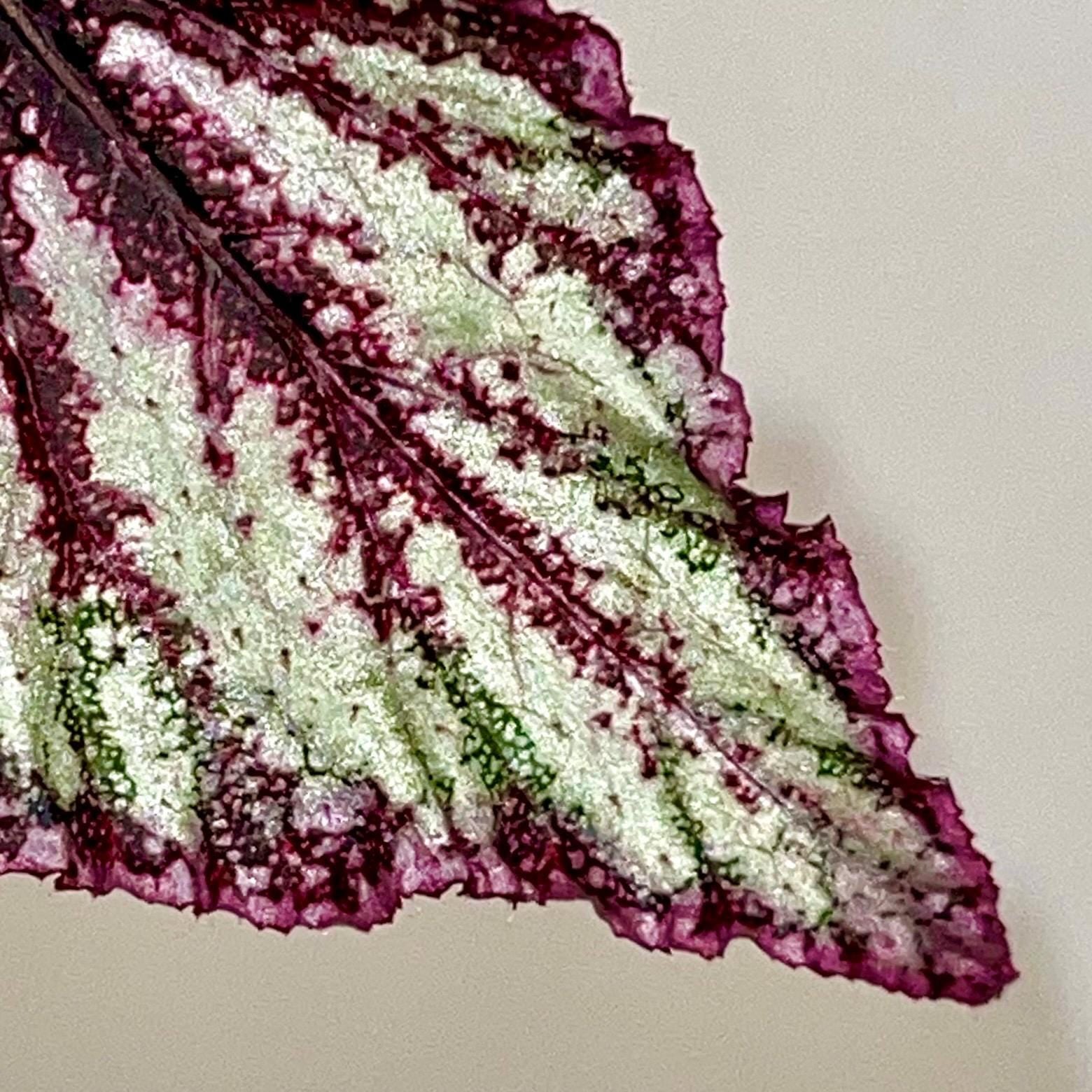 LEAF CUTTING Begonia Hybrid NOID (Can acclimate to house conditions)