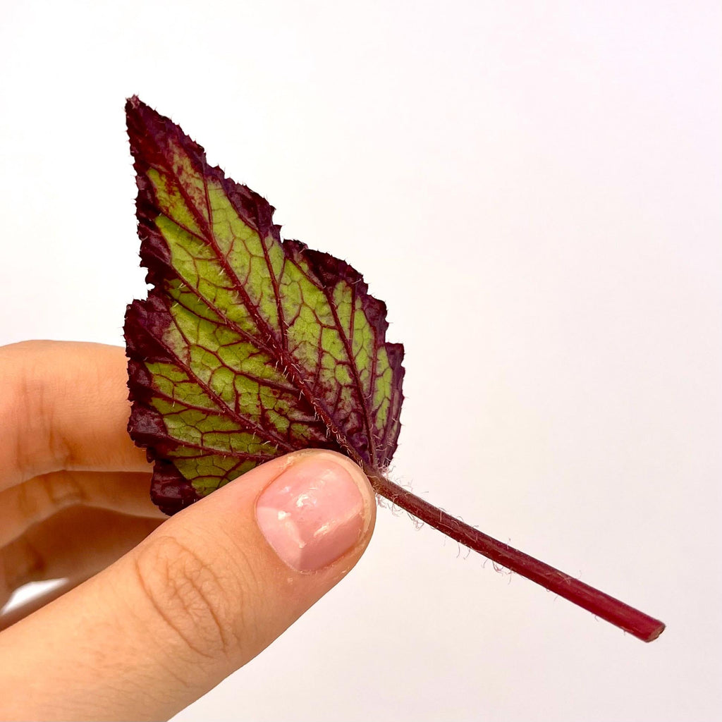 LEAF CUTTING Begonia Hybrid NOID (Can acclimate to house conditions)