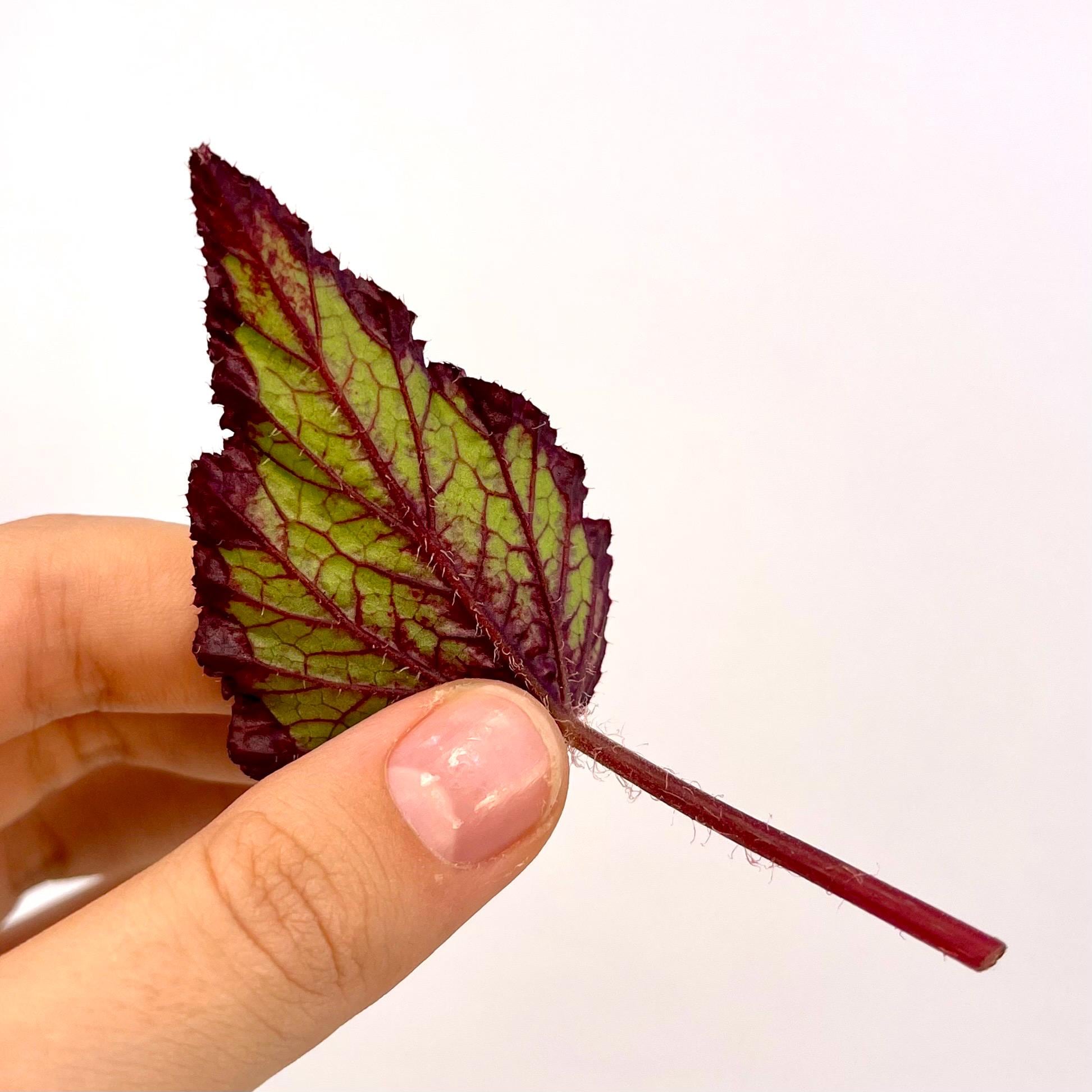LEAF CUTTING Begonia Hybrid NOID (Can acclimate to house conditions)