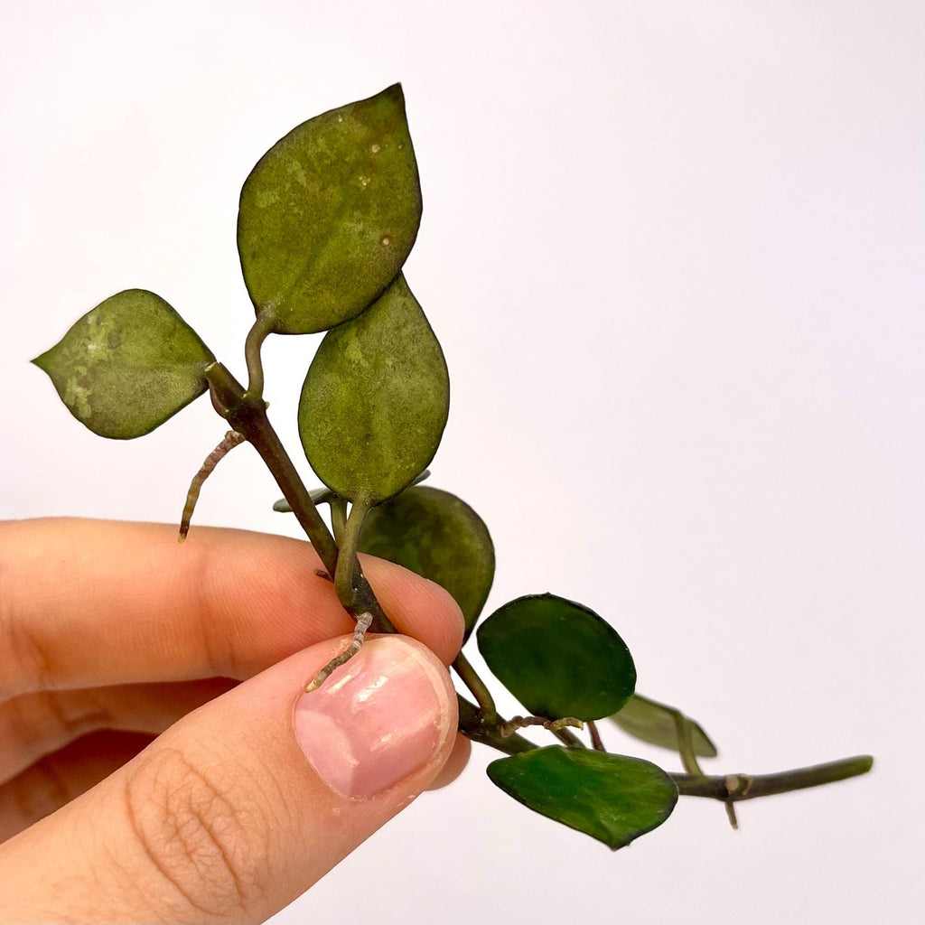 One FREE Per Item Purchased TOP CUTTING Hoya krohniana (Can acclimate to house conditions)