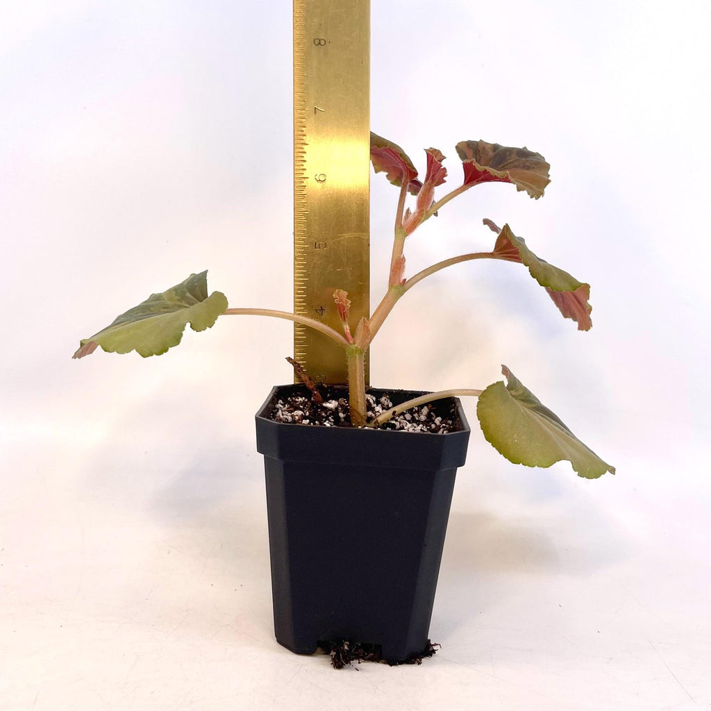 READY SOON Begonia Cucullata Variegated Non-Exact