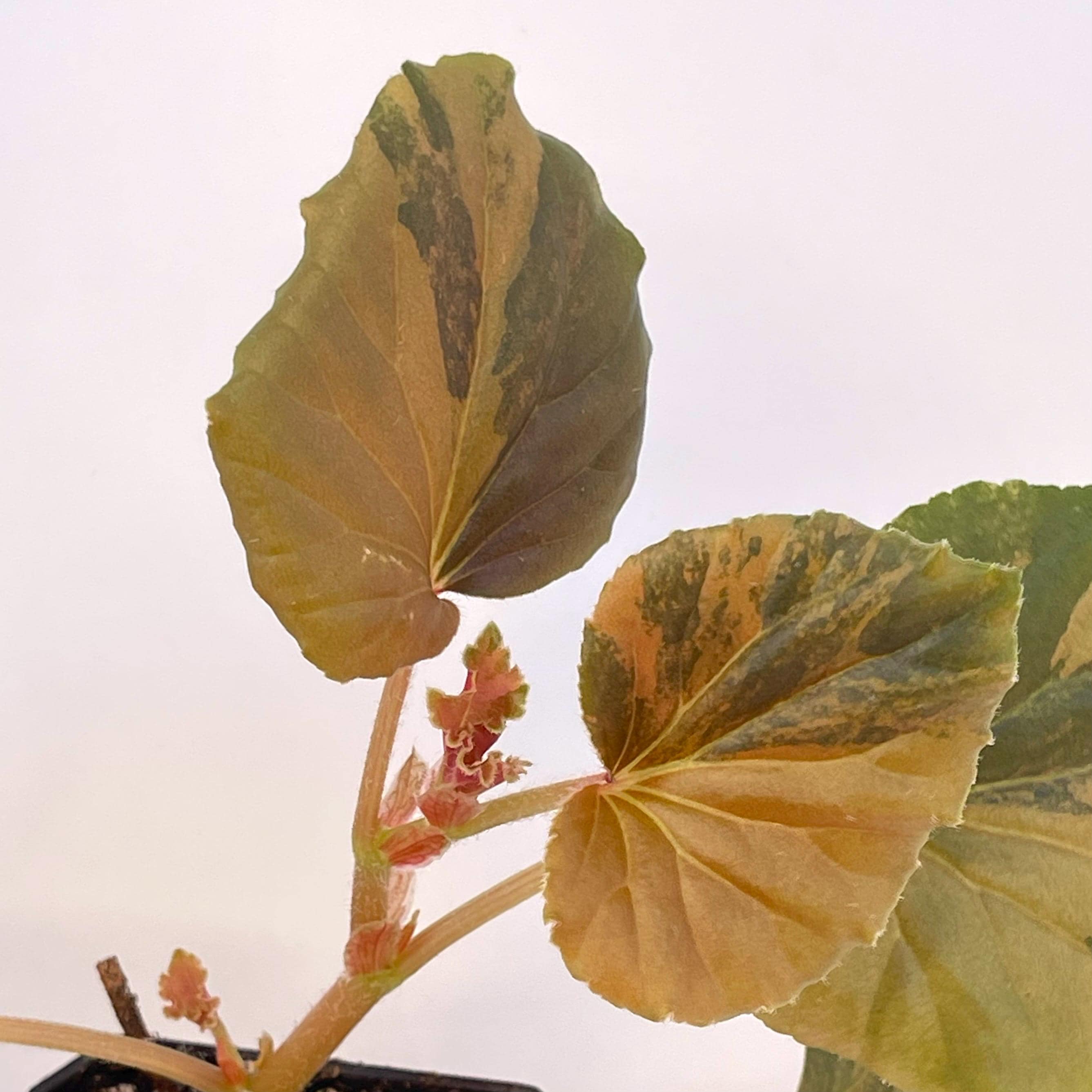 Begonia Cucullata Variegated Non-Exact