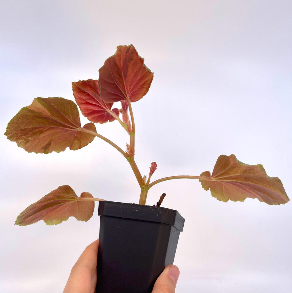 READY SOON Begonia Cucullata Variegated Non-Exact