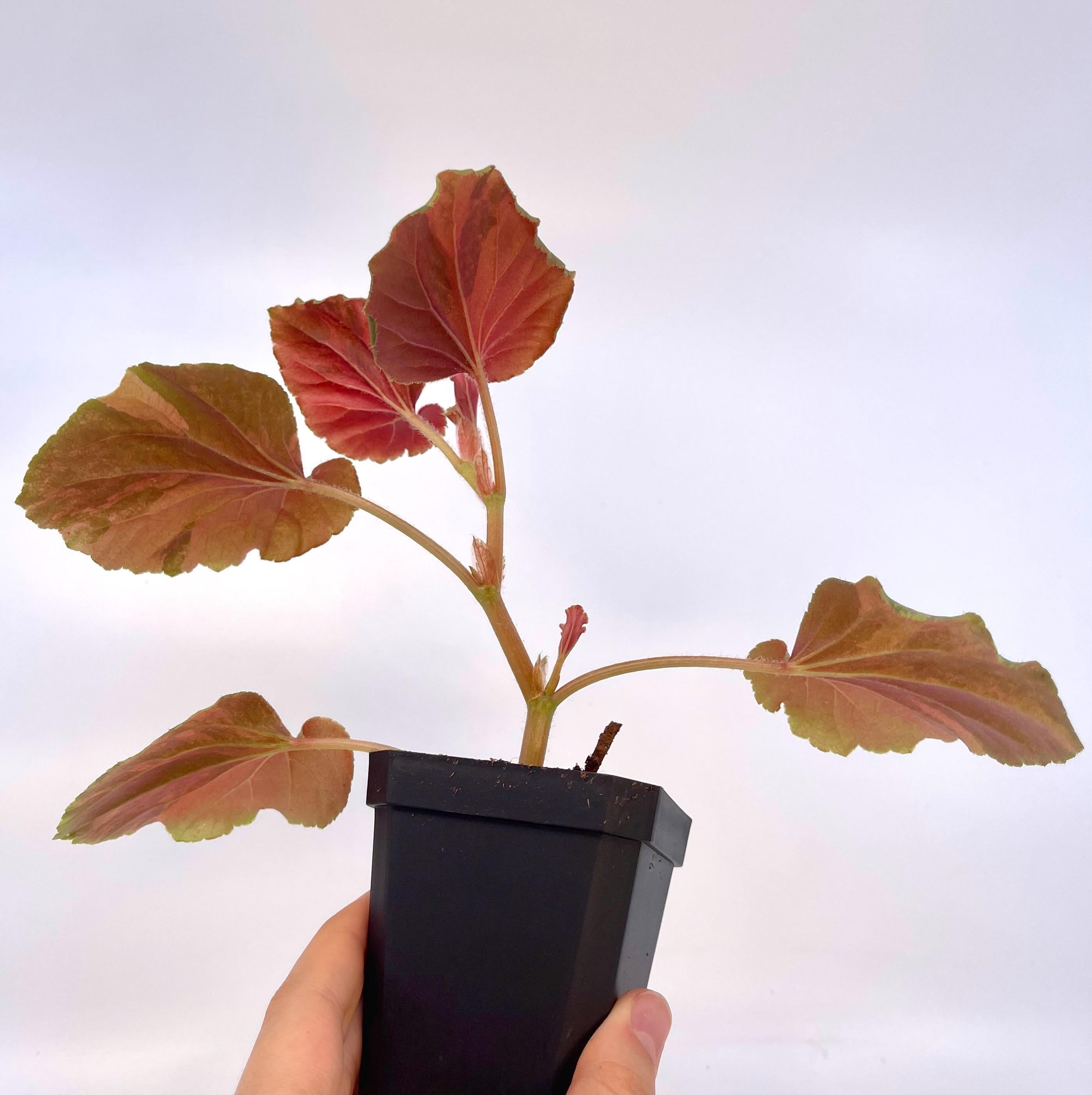 READY SOON Begonia Cucullata Variegated Non-Exact