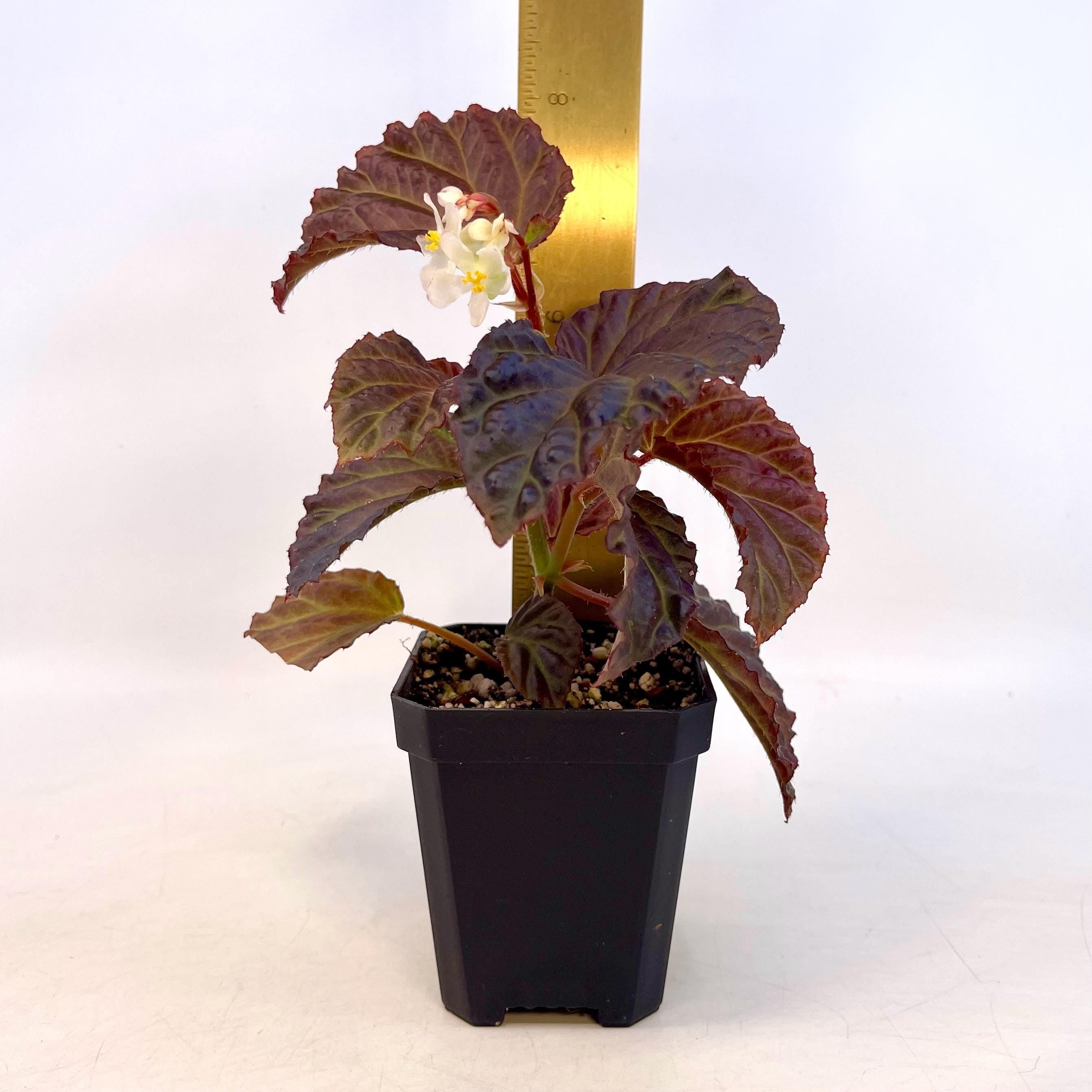 Begonia Botanicaz 87 V.1