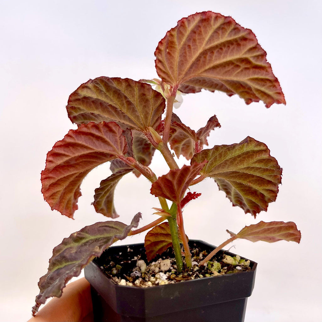 Begonia Botanicaz 87 V.1