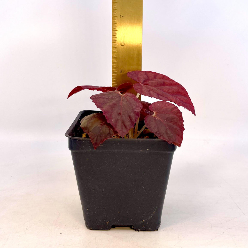 Begonia Botanicaz 181
