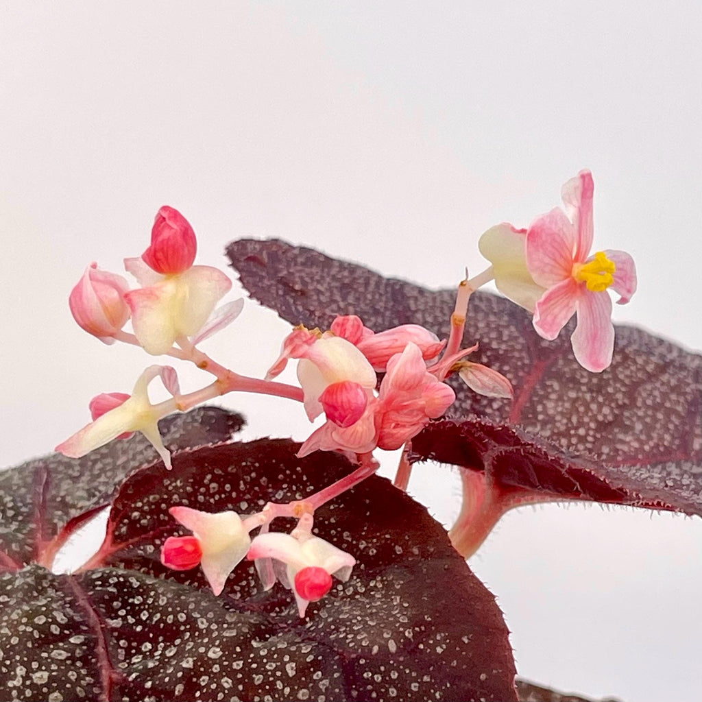 Begonia Botanicaz 187 (Fragrant flowers)