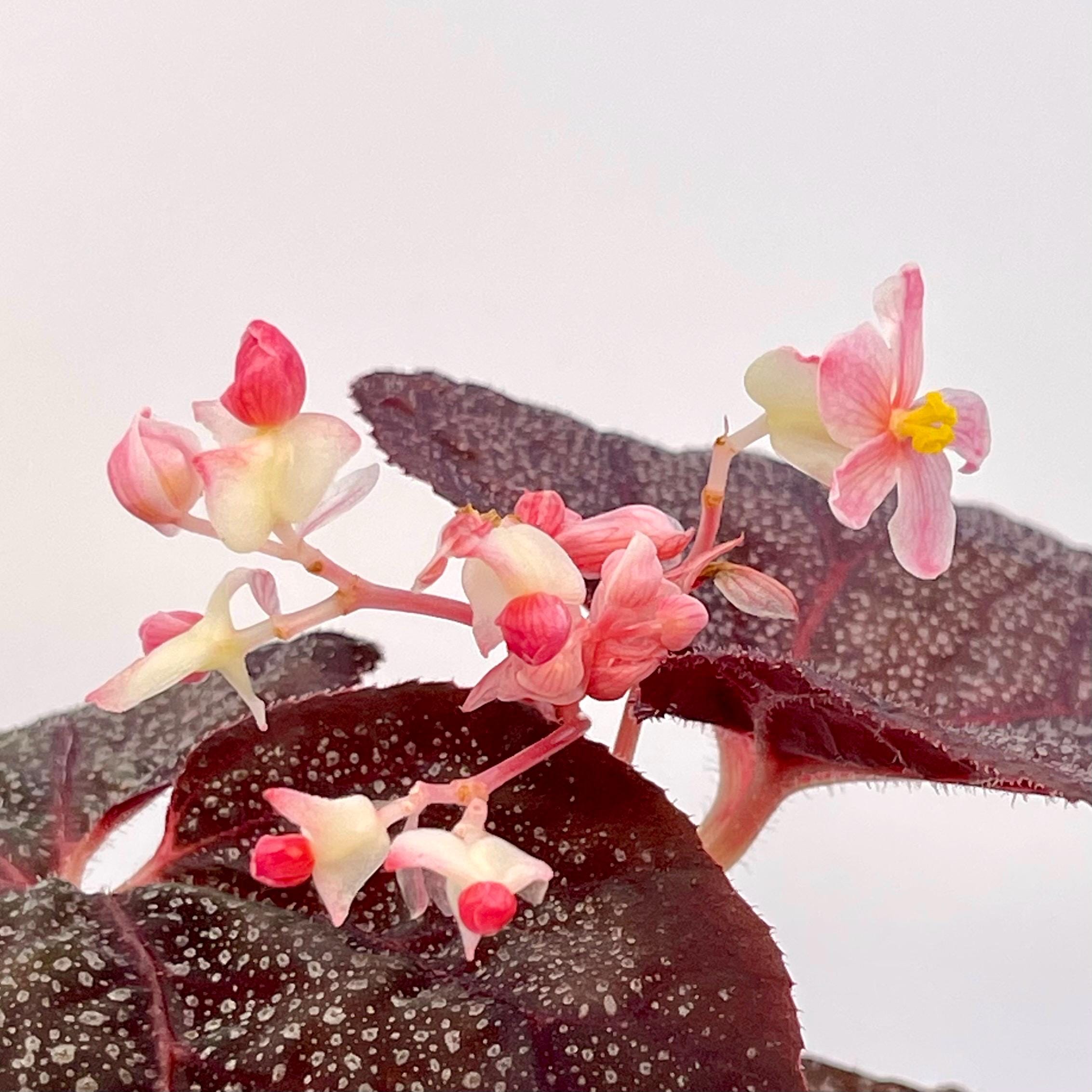 Begonia Botanicaz 187 (Fragrant flowers)