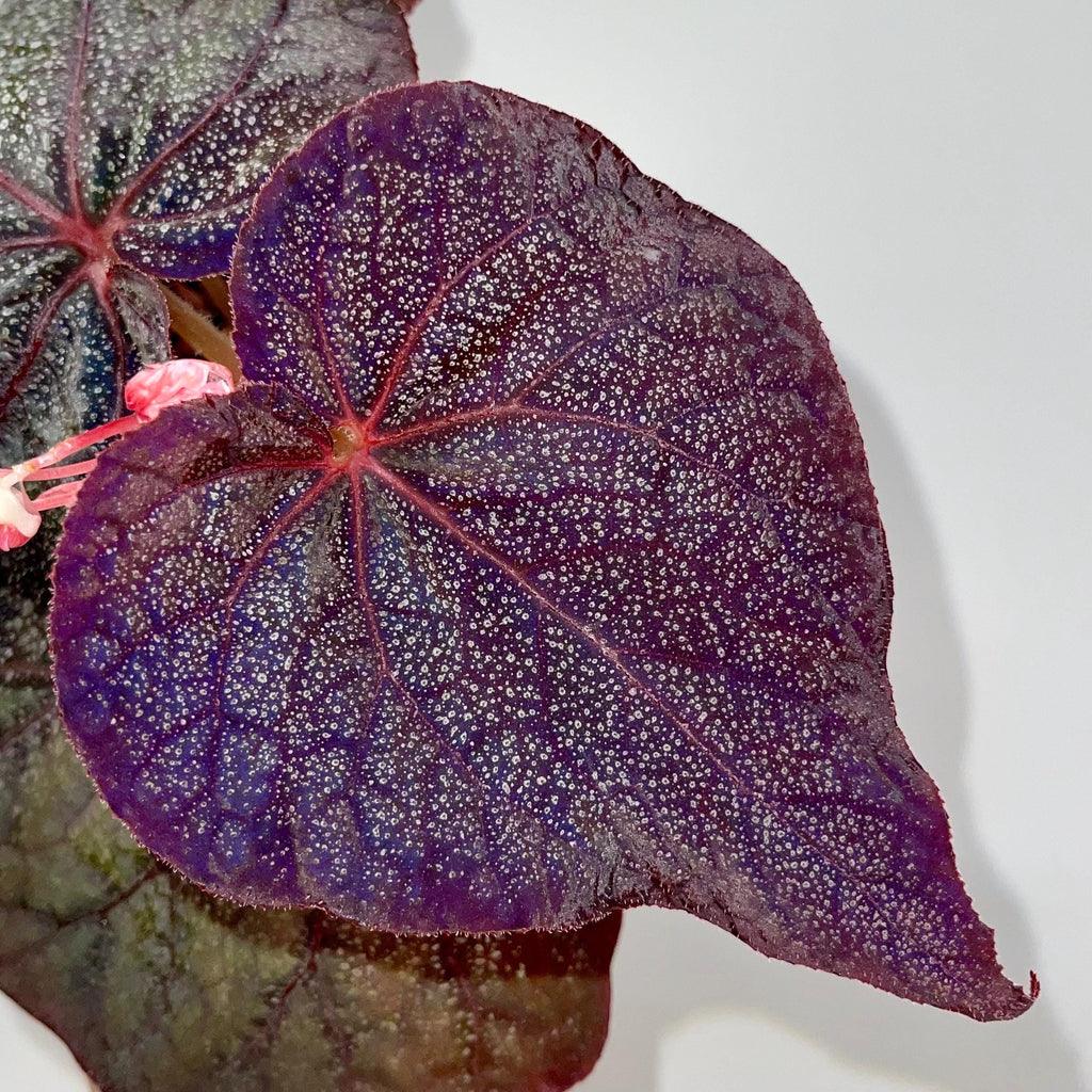 Begonia Botanicaz 187 (Fragrant flowers)